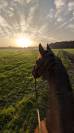 Hongre SF - 13 ans 1m79 - Facile AM 1 / Elite