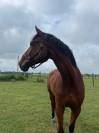 Hongre SF - 13 ans 1m79 - Facile AM 1 / Elite
