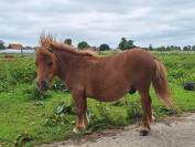Shetlands mâle 