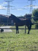 À vendre Jument par sirocco. Blue
