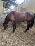 À vendre Jument par sirocco. Blue