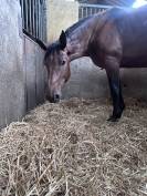 À vendre Jument par sirocco. Blue