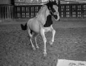 Pouliche Irish Cob