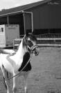 Pouliche Irish Cob