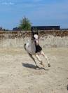 Pouliche Irish Cob