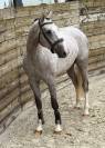  Messine - Cheval SF 3 ans