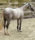  Messine - Cheval SF 3 ans