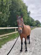 À vendre jument type espagnol 