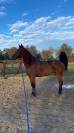 Pony Irlandese in vendita – Brava, vincente