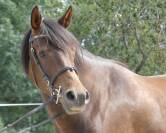 Welsh part-bred 4 ans