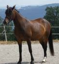 Welsh part-bred 4 ans