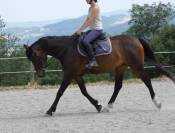 Welsh part-bred 4 ans