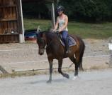 Welsh part-bred 4 ans