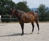 Welsh part-bred 4 ans
