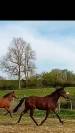 Pouliche PS par Penny's Picnic