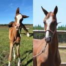Yearling Akhal teke