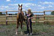 Yearling Akhal teke