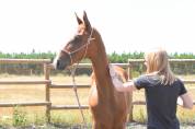 Yearling Akhal teke