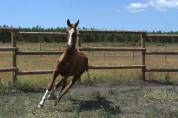 Yearling Akhal teke