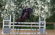 Hongre de 13 ans top cheval Amateur 