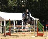Hongre de 13 ans top cheval Amateur 