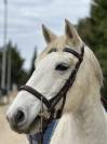 Poney D 