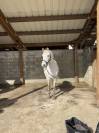 Poney D 