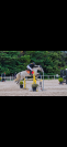 Poney D 