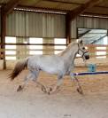 Castrone Camargue In vendita 2022 Grigio