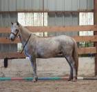 Castrone Camargue In vendita 2022 Grigio