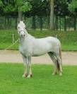 Castrone Camargue In vendita 2022 Grigio