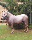 Caballo castrado Camargue En venta 2022 Tordo