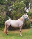Caballo castrado Camargue En venta 2022 Tordo