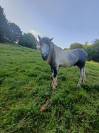A vendre petit cheval pottock 