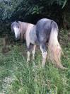 A vendre petit cheval pottock 