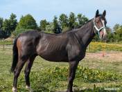 Cheval top balade , loisirs