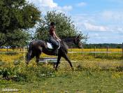 Cheval top balade , loisirs
