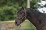 Pure Race Espagnol PP 2 ans