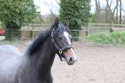 Foal 2 ans 