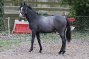 Foal 2 ans 