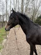 Foal 2 ans 