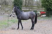 Foal 2 ans 