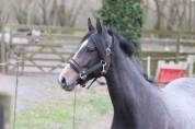 Foal 2 ans 