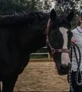 Cheval à prendre en DP ou pension complète 