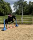 Cheval à prendre en DP ou pension complète 