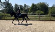 Cheval à prendre en DP ou pension complète 