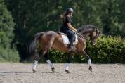 Jument Dressage, CCE, véritable gravure!