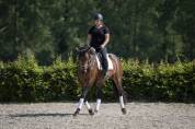 Jument Dressage, CCE, véritable gravure!