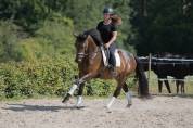 Jument Dressage, CCE, véritable gravure!