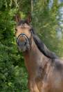 Jument Dressage, CCE, véritable gravure!